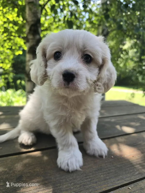 Toby – Bichon Frise, Cavachon puppy for sale in Mora, MN