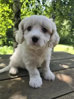 Toby, a male Bichon Frise and Cavalier King Charles Spaniel for sale in Mora, MN – 2 of 3