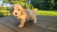 Zulu, a female Cavapoo and Cavachon for sale in Mora, MN – Photo 2 of 3