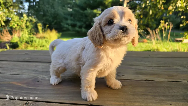 Zulu, a female Cavapoo and Cavachon for sale in Mora, MN – Photo 1 of 3