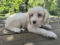 Skippy, a male Bichon Frise and Cavalier King Charles Spaniel for sale in Mora, MN – 2 of 3