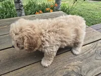Jiffy, a male Cavachon for sale in Mora, MN – 3 of 3