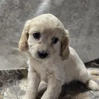Skippy, a female Bichon Frise and Cavalier King Charles Spaniel for sale in Mora, MN – Photo 3 of 3