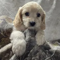 Skippy, a female Bichon Frise and Cavalier King Charles Spaniel for sale in Mora, MN – Photo 2 of 3