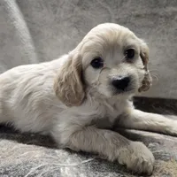 Skippy, a female Bichon Frise and Cavalier King Charles Spaniel for sale in Mora, MN – Photo 1 of 3
