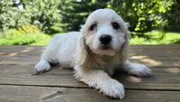 Zoey, a female Bichon Frise and Cavalier King Charles Spaniel for sale in Mora, MN – Photo 3 of 3