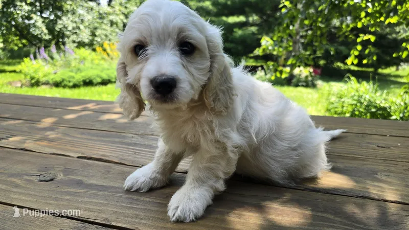 Zoey, a female Bichon Frise and Cavalier King Charles Spaniel for sale in Mora, MN – Photo 1 of 3