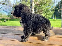 Bernie, a female Bernedoodle for sale in Mora, MN – Photo 3 of 4