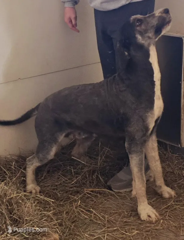 Bernie, a female Bernedoodle for sale in Mora, MN – Photo 1 of 4