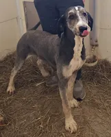 Bernie, a female Bernedoodle for sale in Mora, MN – Photo 4 of 4