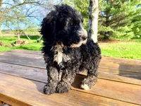 Bernie, a female Bernedoodle for sale in Mora, MN – Photo 2 of 4