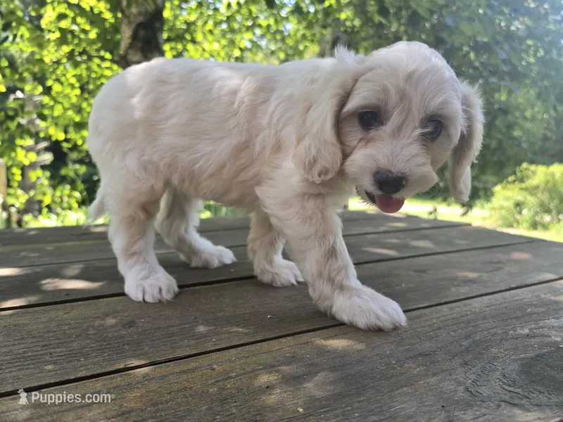 Luna – Bichon Frise, Cavalier King Charles Spaniel puppy for sale in Mora, MN