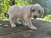 Luna, a female Bichon Frise and Cavalier King Charles Spaniel for sale in Mora, MN – 1 of 3