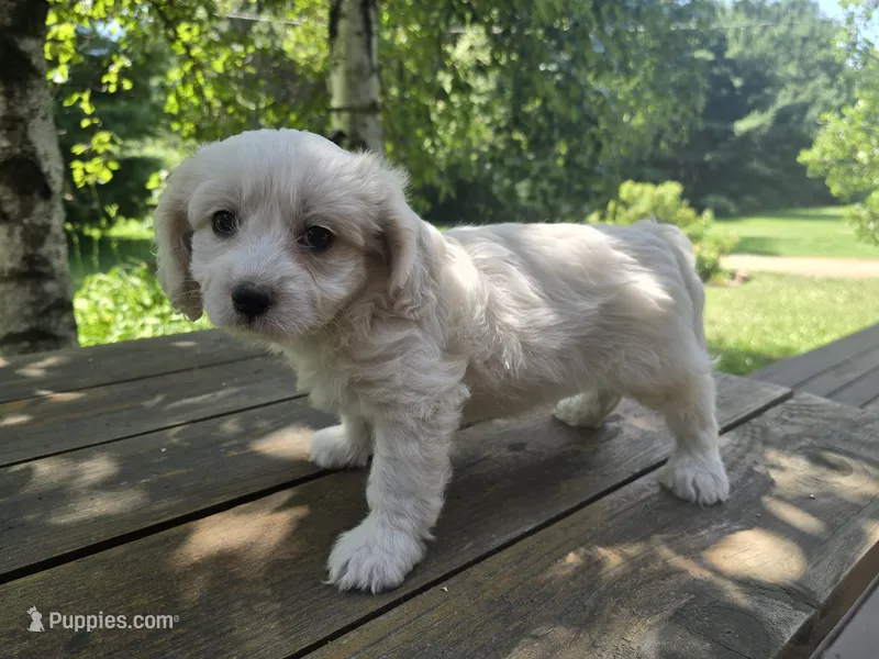 Toby – Bichon Frise, Cavalier King Charles Spaniel puppy for sale in Mora, MN