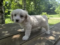 Toby, a male Bichon Frise and Cavalier King Charles Spaniel for sale in Mora, MN – 1 of 3