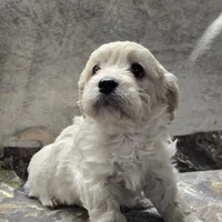 Chewy, a male Bichon Frise and Cavalier King Charles Spaniel for sale in Mora, MN – Photo 2 of 4