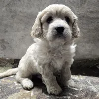 Chewy, a male Bichon Frise and Cavalier King Charles Spaniel for sale in Mora, MN – Photo 1 of 4