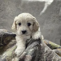 Chewy, a male Bichon Frise and Cavalier King Charles Spaniel for sale in Mora, MN – Photo 3 of 4
