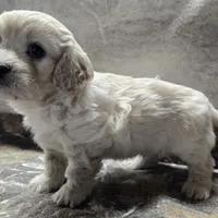 Chewy, a male Bichon Frise and Cavalier King Charles Spaniel for sale in Mora, MN – Photo 4 of 4