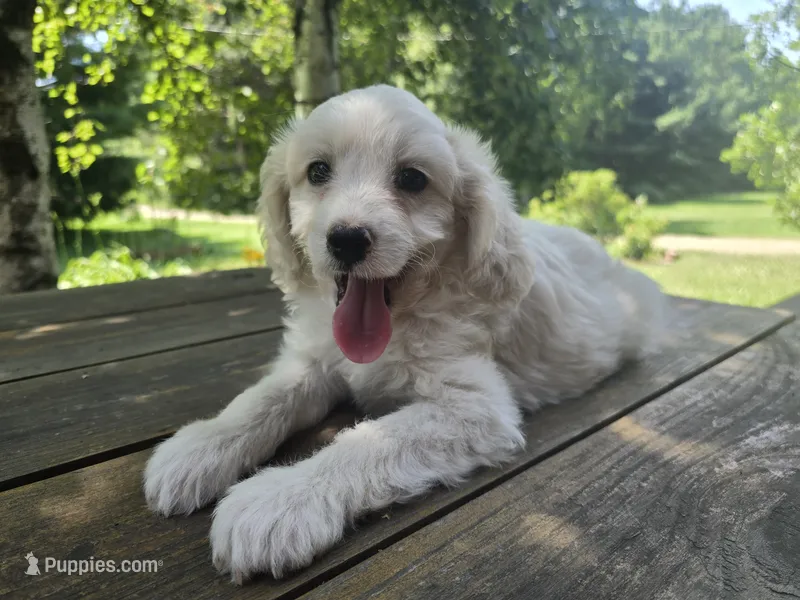 Skippy – Bichon Frise, Cavachon puppy for sale in Mora, MN