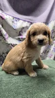 Luna, a female Bichon Frise and Cavalier King Charles Spaniel for sale in Mora, MN – Photo 2 of 3