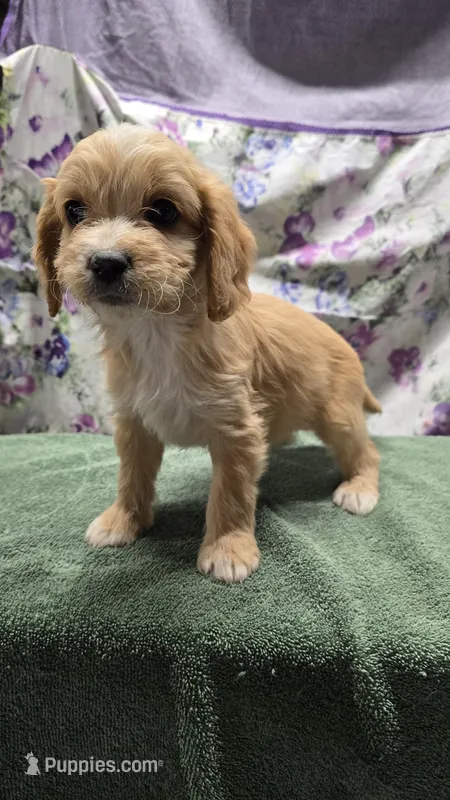 Luna, a female Bichon Frise and Cavalier King Charles Spaniel for sale in Mora, MN – Photo 1 of 3