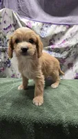 Luna, a female Bichon Frise and Cavalier King Charles Spaniel for sale in Mora, MN – Photo 3 of 3