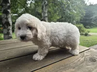 Jason, a male Bichon Frise and Cavachon for sale in Mora, MN – 2 of 3
