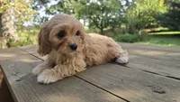 Elsie, a female Bichon Frise and Cavalier King Charles Spaniel for sale in Mora, MN – 3 of 4