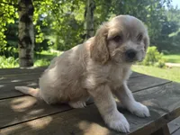 Bob, a male Bichon Frise and Cavalier King Charles Spaniel for sale in Mora, MN – 4 of 5