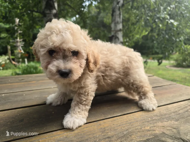 Benny – Cavachon puppy for sale in Mora, MN