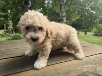 Benny, a male Cavachon for sale in Mora, MN – 2 of 3