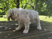 Luna, a female Bichon Frise and Cavalier King Charles Spaniel for sale in Mora, MN – 2 of 3