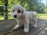 Shiela, a female Bichon Frise and Cavalier King Charles Spaniel for sale in Mora, MN – 2 of 3