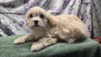 Bertha, a female Bichon Frise and Cavalier King Charles Spaniel for sale in Mora, MN – Photo 2 of 3