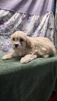 Bertha, a female Bichon Frise and Cavalier King Charles Spaniel for sale in Mora, MN – Photo 1 of 3