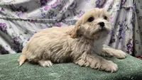 Bertha, a female Bichon Frise and Cavalier King Charles Spaniel for sale in Mora, MN – Photo 3 of 3