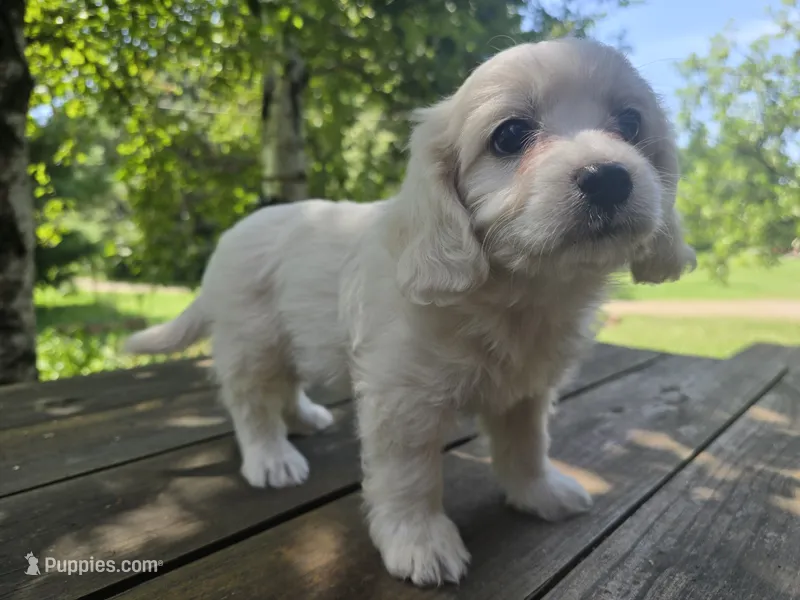 Shiela – Bichon Frise, Cavalier King Charles Spaniel puppy for sale in Mora, MN