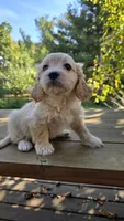 Andy, a male Cavapoo and Cavachon for sale in Mora, MN – Photo 1 of 4
