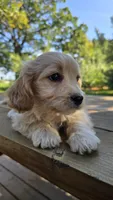 Andy, a male Cavapoo and Cavachon for sale in Mora, MN – Photo 4 of 4