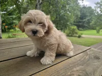 Petunia, a female Cavachon for sale in Mora, MN – 1 of 3