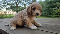 Bruno, a male Cavapoo and Cavachon for sale in Mora, MN – Photo 2 of 3