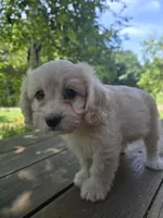 Sally, a female Bichon Frise and Cavalier King Charles Spaniel for sale in Mora, MN – 2 of 4
