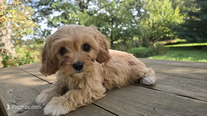 Elsie – Bichon Frise, Cavalier King Charles Spaniel puppy for sale in Mora, MN