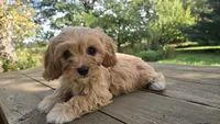 Elsie, a female Bichon Frise and Cavalier King Charles Spaniel for sale in Mora, MN – 1 of 4
