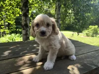 Bob, a male Bichon Frise and Cavalier King Charles Spaniel for sale in Mora, MN – 5 of 5