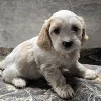 Cassie, a female Bichon Frise and Cavalier King Charles Spaniel for sale in Mora, MN – Photo 2 of 3