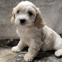 Cassie, a female Bichon Frise and Cavalier King Charles Spaniel for sale in Mora, MN – Photo 3 of 3