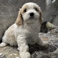 Cassie, a female Bichon Frise and Cavalier King Charles Spaniel for sale in Mora, MN – Photo 1 of 3