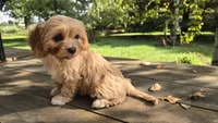 Elsie, a female Bichon Frise and Cavalier King Charles Spaniel for sale in Mora, MN – 4 of 4